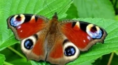 Опис та спосіб життя метелик павич очі