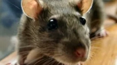 Опис та lifestyle rat