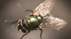 Опис, структура та аеродинамічні властивості мух