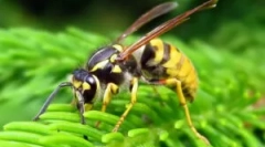 Опис, будівництво та спосіб життя осс