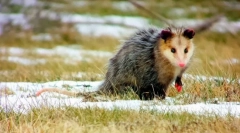 Oposatsum (фото): смішна дитина