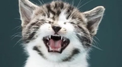 Нижня нижня губа в cota: причини та методи лікування