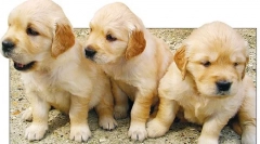 Пухлини нирок і сечового міхура