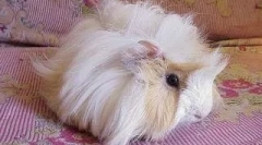 Досвід підтримки морської свинки одного з наших читачів