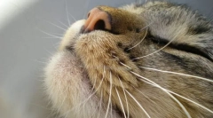 Котячі почуття органів