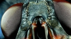 Органи з комахами