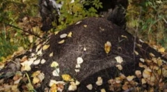 Орієнтація в лісі на мурашці