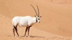 Orix арабський