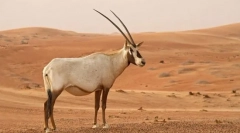 Oryx цукор