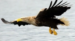 Орлан-белогвост