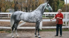 Орловський рисак