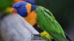 Орнітологія