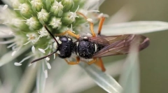 Оса-мімарида