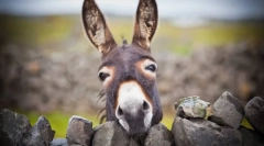 Осел - дикий брат ішак