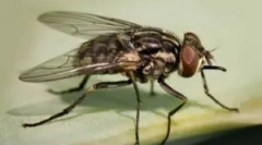 Осінь льоша села