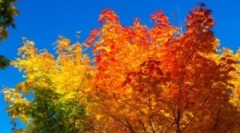 Освітня обробка полікарбонатної теплиці