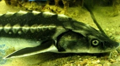 Російський осетер