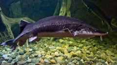 Остр сахалінський