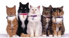 Комір з bloch and toings beafar (beaphar)