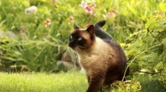 Комір з бліх і кліщів для кішок: як вибрати