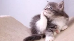 Комір з бліх і кліщів для кошеня