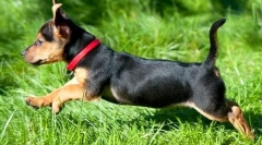 Комір кліщів для собак: що краще?