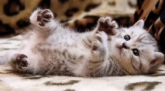 Перевірка майбутнього вихованця