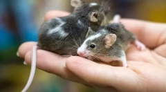 Основні відмінності миші з щура, яка різниця і подібність