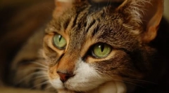 Основна помилка власників про кішок