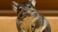 Особливості та цікаві факти про шиншиллаха