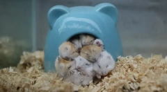 Особливості та швидкість сну хом'яків