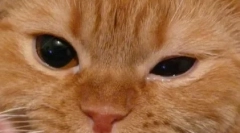 Особливості лікування згаданих очей у кішок