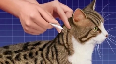 Особливості наркотиків пряма пляма-на кота