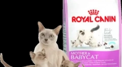 Особливості харчових кішок