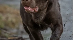 Особливості харчування лабрадорів