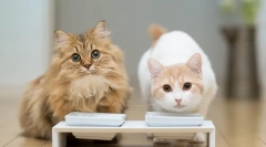 Особливості співаючих стерилізованих кішок