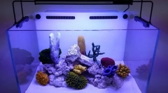 Особливості підготовки води в новому акваріумі