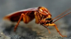 Особливості розмноження тараканова