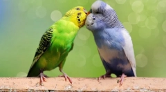 Особливості розведення хвилястих папуг