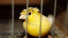 Особливості догляду та змісту канар'ї вдома