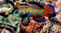 Що залежить від кольору риби?