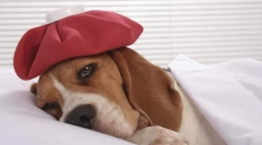 Які захворювання собак роблять вакцинації