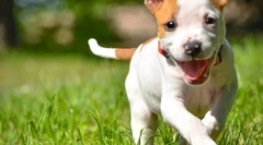 Свята в природі і немає кліщів