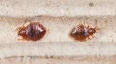 Де є помилки в квартирі?