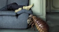 Де будинки з'являються бліх?