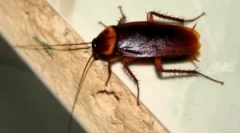 Де і чому таргани з'являються вдома