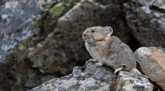 Де шиншилла приїхала звідки і як вони живуть у природі
