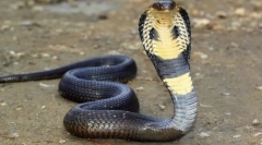 Де була отрута кобра