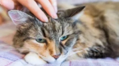 Де кішка з'являється бліх?