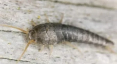 Де в квартирі бере мокці